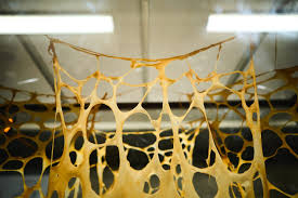 Attēlu rezultāti vaicājumam “Hemitrichia lutescens macro”