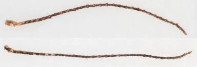 Attēlu rezultāti vaicājumam “Denisia similella”