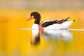 Attēlu rezultāti vaicājumam “Tadorna tadorna juvenile”