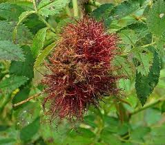 Attēlu rezultāti vaicājumam “Diplolepis rosae”