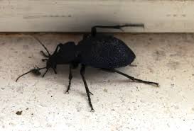 Attēlu rezultāti vaicājumam “Korynetes caeruleus”