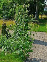 Attēlu rezultāti vaicājumam “Dipsacus fullonum fruit”