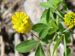 Attēlu rezultāti vaicājumam “Trifolium aureum leaf”
