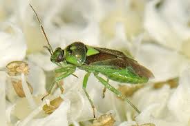 Attēlu rezultāti vaicājumam “Orthops campestris”