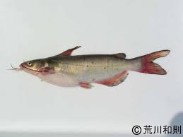 Image result for Ictalurus punctatus