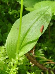 Attēlu rezultāti vaicājumam “Malaxis monophyllos flower”