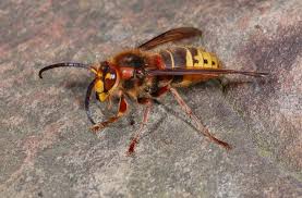 Attēlu rezultāti vaicājumam “Vespidae”