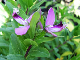 Attēlu rezultāti vaicājumam “Polygala amarella flower”