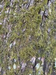 Attēlu rezultāti vaicājumam “Sciuro-hypnum reflexum sporophyte”