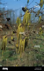 Attēlu rezultāti vaicājumam “Alnus glutinosa flower”
