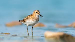 Image result for Calidris minutilla