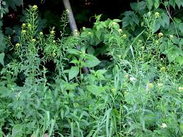 Attēlu rezultāti vaicājumam “Erysimum cheiranthoides leaf”