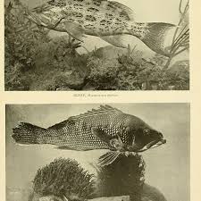 Image result for Centropristis striata