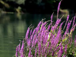 Image result for Lythrum salicaria