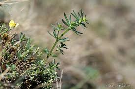 Attēlu rezultāti vaicājumam “Galium album leaf”