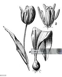 Attēlu rezultāti vaicājumam “Tulipa gesneriana”