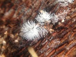 Attēlu rezultāti vaicājumam “Diachea leucopodia young”