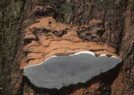 Attēlu rezultāti vaicājumam “Ganoderma applanatum”