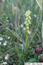 Attēlu rezultāti vaicājumam “Herminium monorchis leaf”