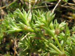 Attēlu rezultāti vaicājumam “Scleranthus annuus flower”