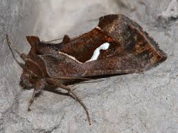 Attēlu rezultāti vaicājumam “Diachea muscorum macro”