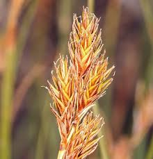 Attēlu rezultāti vaicājumam “Carex arenaria  flower”