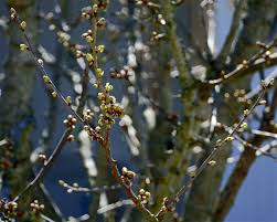 Attēlu rezultāti vaicājumam “Cerasus bud”