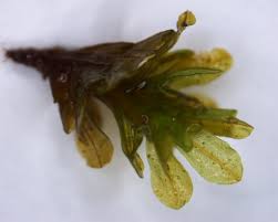 Attēlu rezultāti vaicājumam “Syntrichia latifolia”