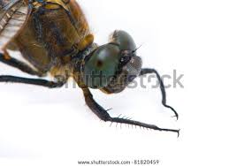 Attēlu rezultāti vaicājumam “Orthetrum cancellatum male”