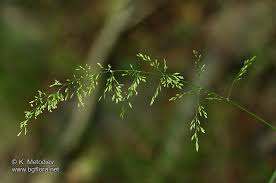 Attēlu rezultāti vaicājumam “Poa nemoralis”