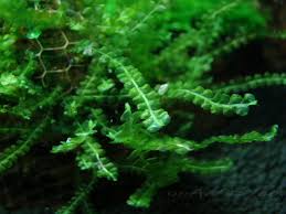 Attēlu rezultāti vaicājumam “Blepharostoma trichophyllum”