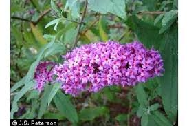 Image result for Buddleja davidii