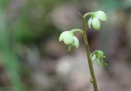 Attēlu rezultāti vaicājumam “Pyrola chlorantha”