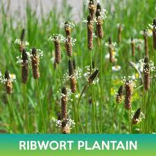 Attēlu rezultāti vaicājumam “Plantago lanceolata”
