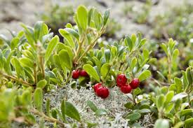 Attēlu rezultāti vaicājumam “Arctostaphylos uva-ursi fruit”