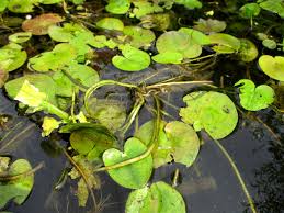 Image result for Seekanne