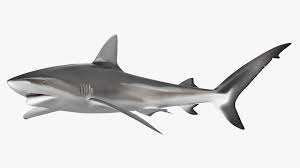 Image result for Carcharhinus obscurus