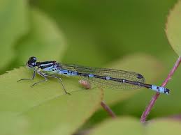 Attēlu rezultāti vaicājumam “Coenagrionidae”