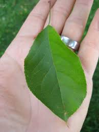 Attēlu rezultāti vaicājumam “Malus purpurea leaf”