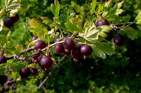 Attēlu rezultāti vaicājumam “Ribes uva-crispa fruit”