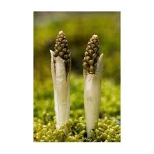 Attēlu rezultāti vaicājumam “Neottia nidus-avis bud”