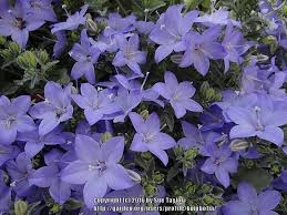 Image result for Campanula isophylla