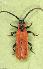 Attēlu rezultāti vaicājumam “Lycidae”