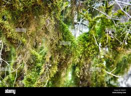 Attēlu rezultāti vaicājumam “Neckera crispa”