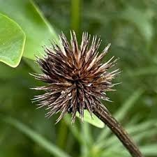 Attēlu rezultāti vaicājumam “Echinacea purpurea bud”