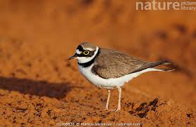 Attēlu rezultāti vaicājumam “Charadrius dubius”