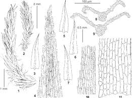 Attēlu rezultāti vaicājumam “Philonotis”