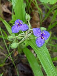 Attēlu rezultāti vaicājumam “Tradescantia virginiana”