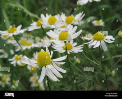 Attēlu rezultāti vaicājumam “Tripleurospermum inodorum leaf”