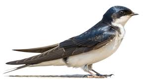 Attēlu rezultāti vaicājumam “Delichon urbicum”